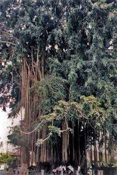 L'arbre Banian