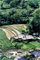 rizieres près d'Ubud