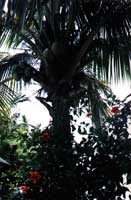 Palmier à Boracay