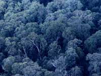 Forêt d'eucalyptus dans les blue mountains