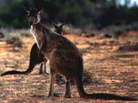 Kangourous du parc Mungo