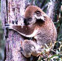 le koala du zoo de Dubbo